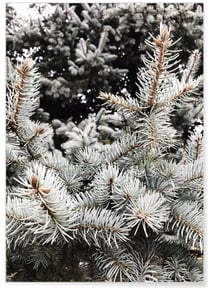 Poster Sapin 1 | A3 : 29,7x42cm
