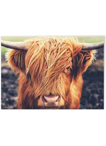 Poster Highland Cow | A3 : 29,7x42cm