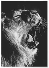 Poster Lion noir et blanc 2 | A3 : 29,7x42cm