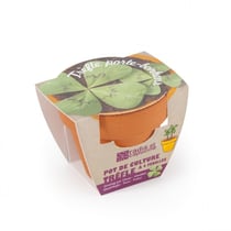 Trèfle à 4 feuilles en pot de culture