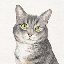 Lot de 4 serviettes en papier découpage collage 33 cm CHAT A 207