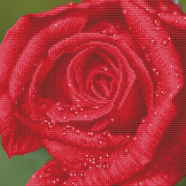 Rosée de rose