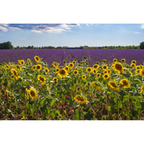 Tableau sur toile champ de tournesols en Provence 45x65 cm