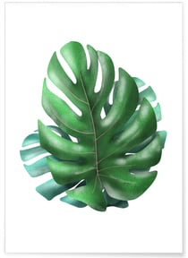 Affiche Monstera | A3 : 29,7x42cm