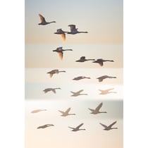 Tableau sur toile oiseaux sauvages 65x97 cm