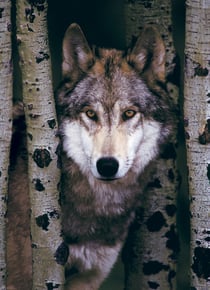 Puzzle 1000 pièces - Loup Gris - Eurographics