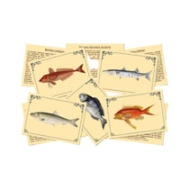 J'apprends à reconnaîtres les poissons