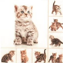 4 serviettes en papier découpage collage 33 cm CHATON ASS 105