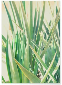 Poster Palm Tree Leaf 1 | A3 : 29,7x42cm