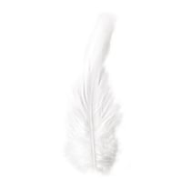 Plume de coq, 10-15 cm, 3 g, crème