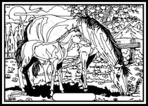 Tableau velours a colorier Jument blanche et poulain Sericolor