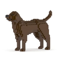 Chien Labrador Retriever marron Taille standard | JEKCA | 14 ans et +