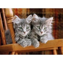 Puzzle 2 mignons chatons gris 500 pieces - collection animaux - clementoni - 30545