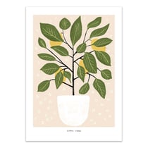 Affiche 50x70 cm - Citrus Lemon - Alex Foster