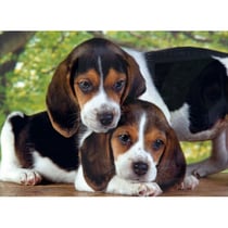 Puzzle chiens beagles : deux chiots 500 pieces - collection animaux - clementoni - 30289