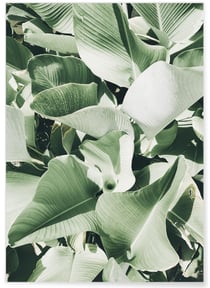 Poster Nature plante verte 2 | A3 : 29,7x42cm