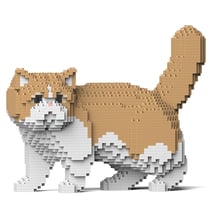 Chat Exotic Shorthair beige | JEKCA | 14 ans et +