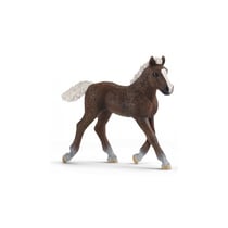 13899 Poulain foret noire - Schleich