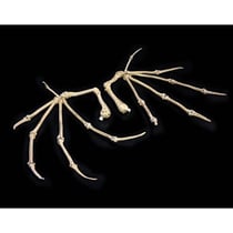 Mythic Legions : All Stars 6 - Pack accessoires pour figurines Bone Wings