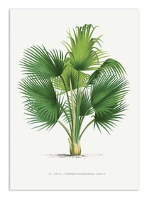 Affiche 50 x 70 cm -  Thrinax V2 - Les Palmiers Histoire