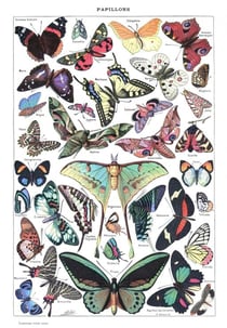 Puzzle 1000 pièces - Illustration du Larousse pour Tous : Papillons, 1907-1910 - Grafika