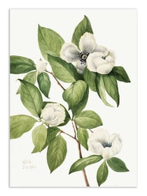 Affiche 50 x 70 cm -  Virginia Stewartia (1925) - Mary Vaux Walcott