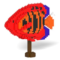 Poisson Ange flamme nain Taille standard | JEKCA | 14 ans et +