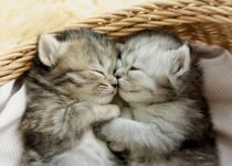 Puzzle 2 mignons chatons dans une corbeille 500 pieces - collection animaux - educa - 19004