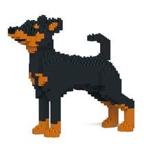 Chien Pinscher Nain noir Taille standard | JEKCA | 14 ans et +