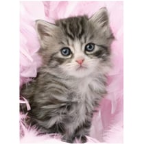 Puzzle chat : douceur de chaton 500 pieces - ravensburger - 14136