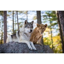 Puzzle loup et le lion - 500 pieces - collection animaux sauvages - nathan - 873159