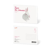 CARTE POSTALE LAPIN DE NOUVELLE-ZÉLANDE