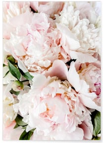 Poster Nature Pivoine Rose | A3 : 29,7x42cm