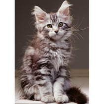 Puzzle le chaton maine coon 1000 pièces - collection tendresse, animaux - nathan - 00923