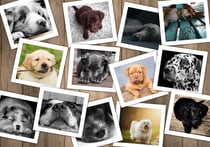 Puzzle 1000 pièces - Chiens - Grafika