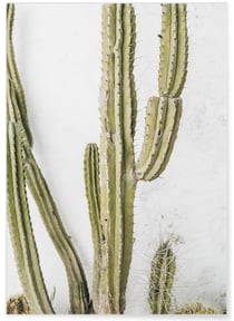 Poster nature Cactus | A3 : 29,7x42cm