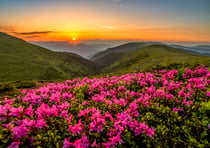Crépuscule Rose