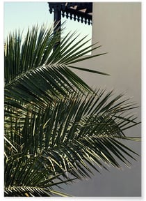 Affiche Nature Palmier | A3 : 29,7x42cm