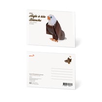 CARTE POSTALE AIGLE À TÊTE BLANCHE