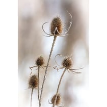 Tableau sur toile chardon hivernal 65x97 cm