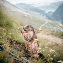Tableau sur toile marmotte 30x30 cm