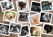 Puzzle 1500 pièces - Chiens - Grafika