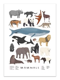 Affiche 50 x 70 cm -  Mammals - Alex Foster