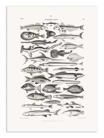 Affiche 30 x 40 cm - Sealife I - Oliver Goldsmith