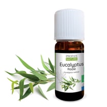 Eucalyptus radié BIO - Huile essentielle