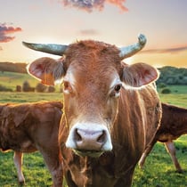 Lot de 4 serviettes en papier découpage collage 33 cm VACHE A 319