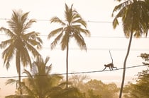 Tableau photo 50 × 75 cm – Panneau rigide – Jungle vibes – par Marion Staderoli