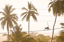 Tirage photo 40 × 60 cm – Papier – Jungle vibes – par Marion Staderoli