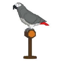 Perroquet Gris du Gabon | JEKCA | 14 ans et +