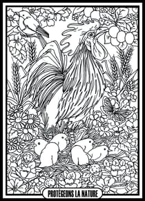Tableau velours a colorier Coq et poussins Sericolor